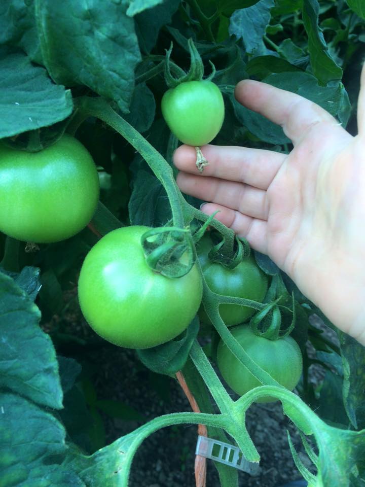  Otto wants to eat this tomato when it is ripe. 