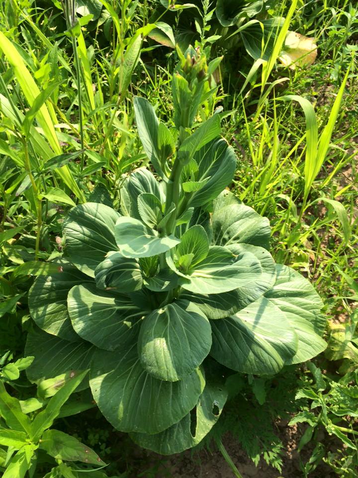  unharvested pak choi bolts and flowers 