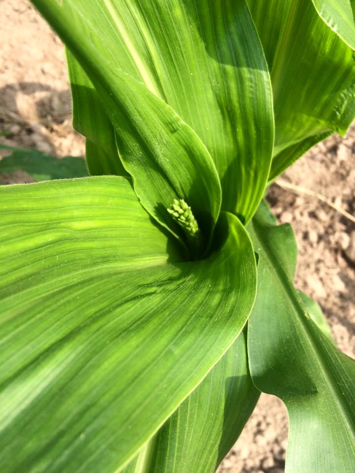  corn is starting to tassel!!&nbsp; Thigh high by the 4th of July this year! 