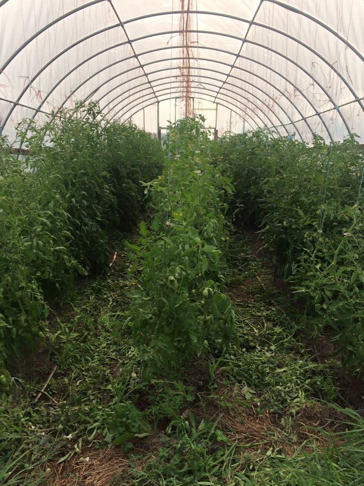  freshly pruned and trellised tomato plants 