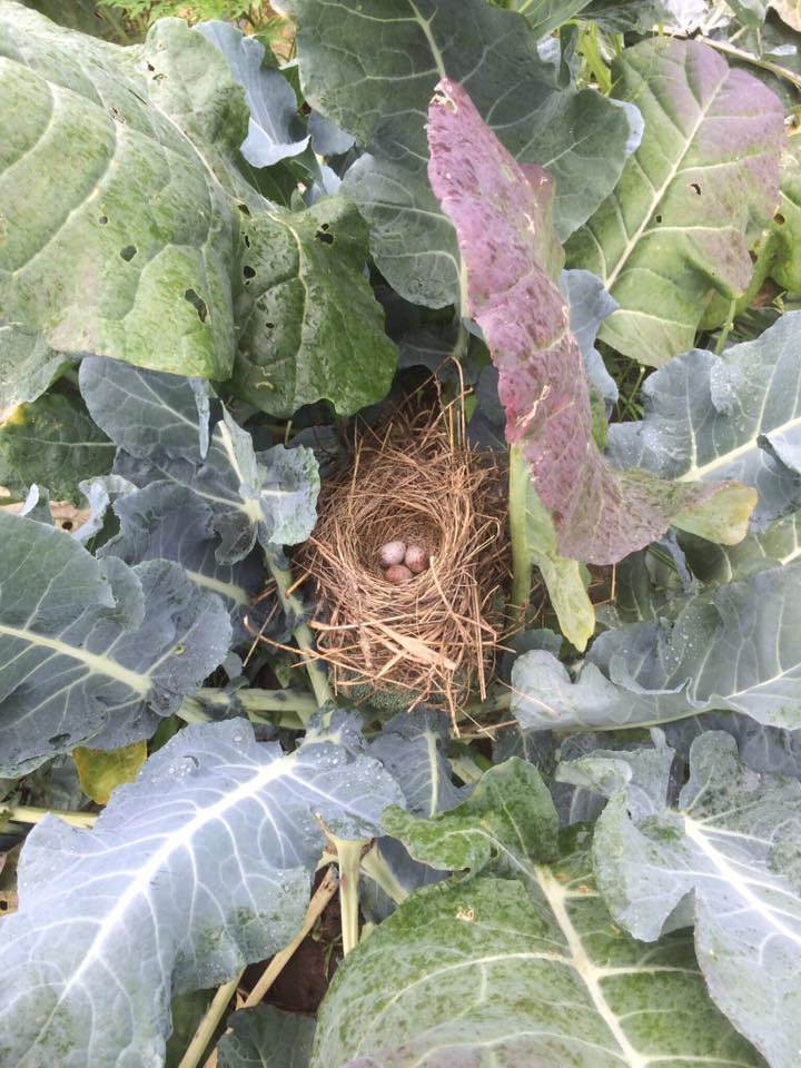  someone made a nest irght on top of a head of broccoli. &nbsp;Don't worry, we didn't harvest that head! 