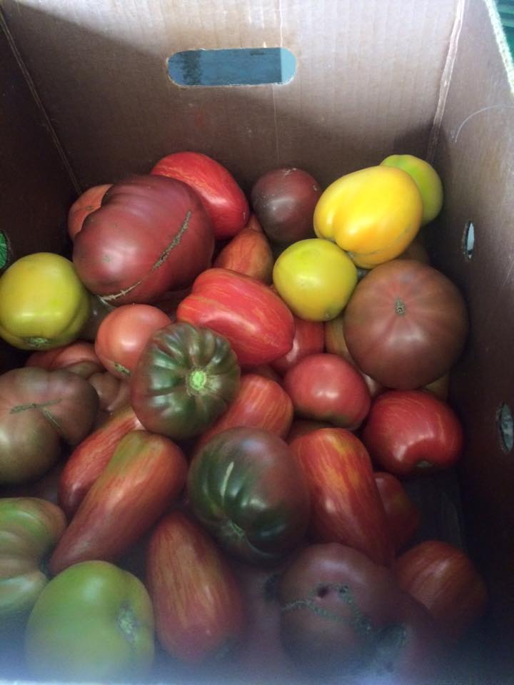  Our "Eat like a Farmer" members got the first taste of ripe heirloom tomatoes. 