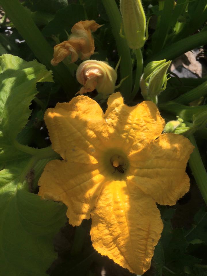  bee pollinating squash flower 