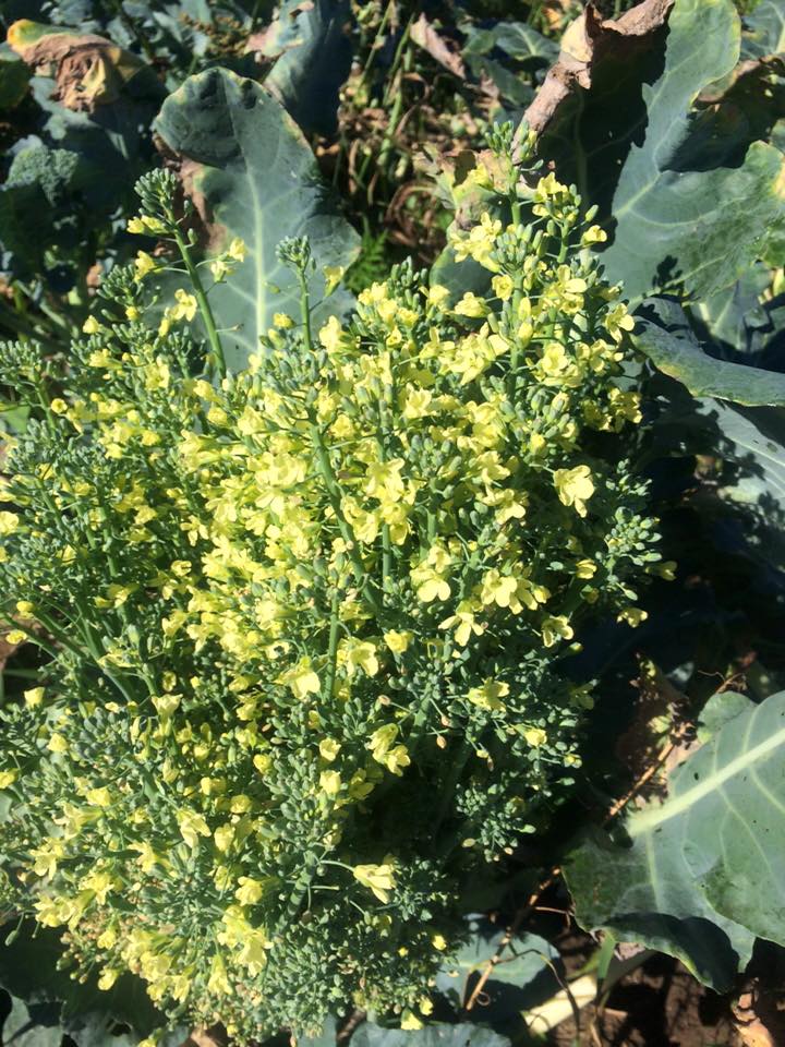  broccoli flowers!&nbsp; the bees like them. 