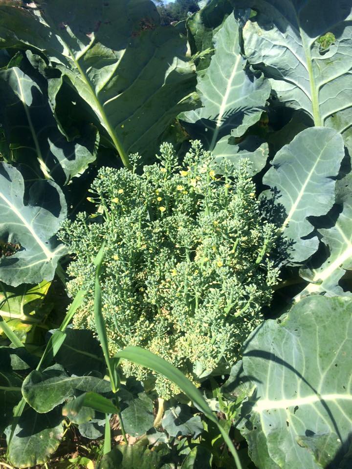 Did you know that a head of broccoli is a bunch of tiny flower buds?&nbsp; Here's what happens when a head of broccoli isn't harvested... 