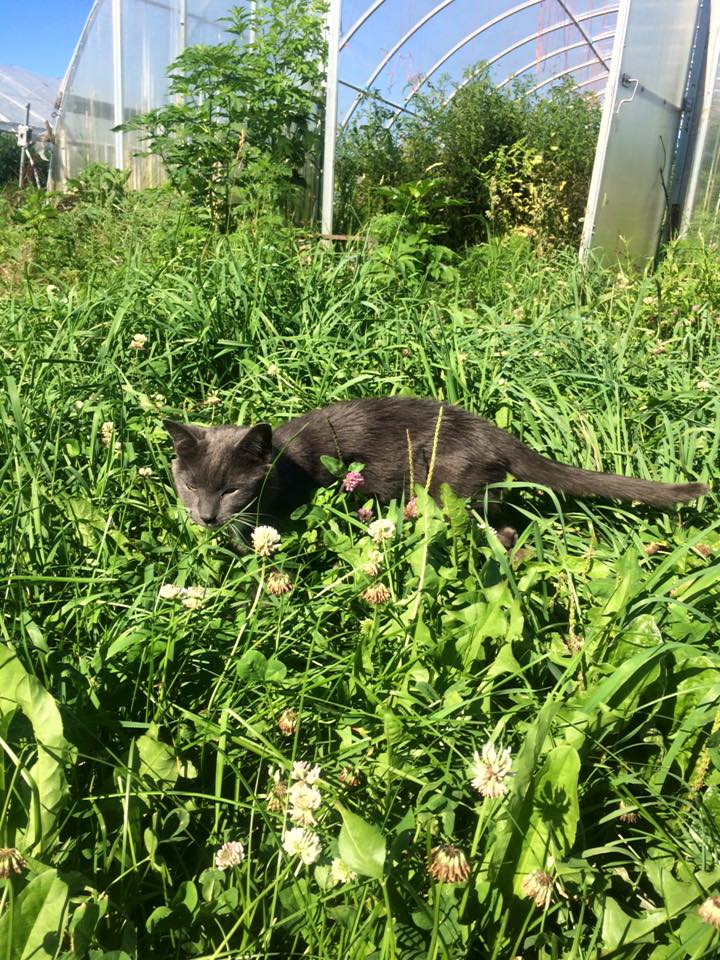  Farm cat, Whitman (named for Walt Whitman) on the prowl for whatever critter is taking bites out of our greenhouse tomatoes.&nbsp; Get 'em!&nbsp; 