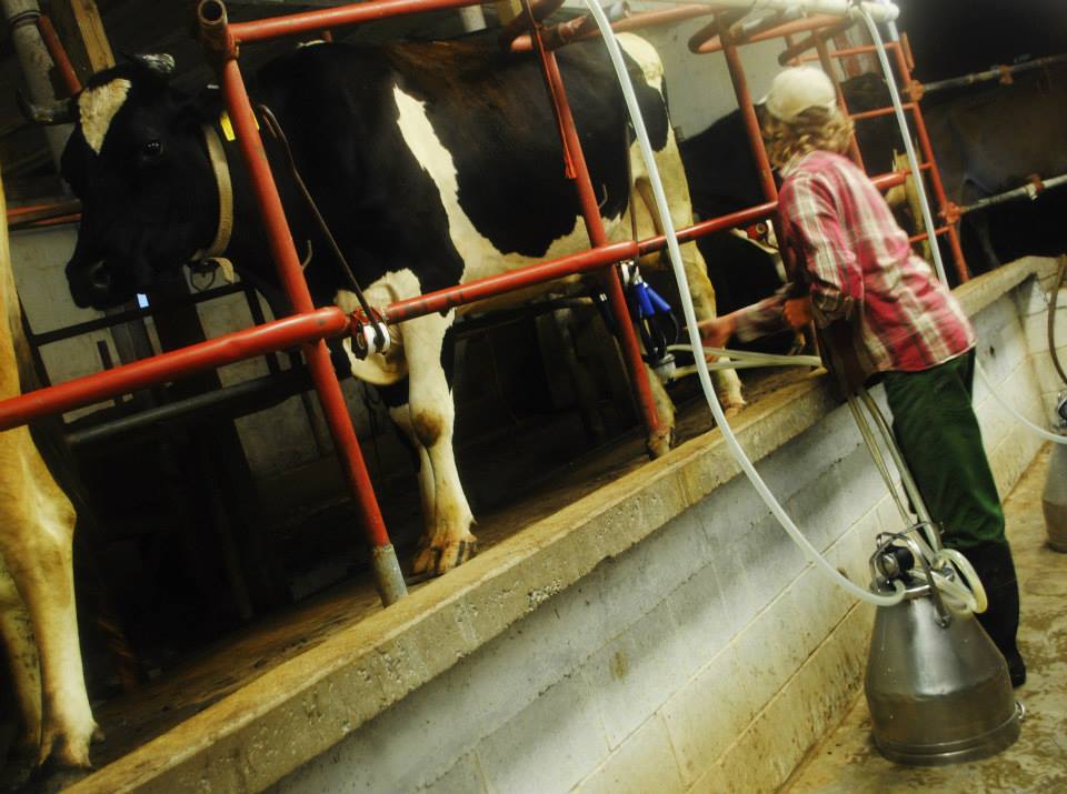  here's Ben milking the cows 