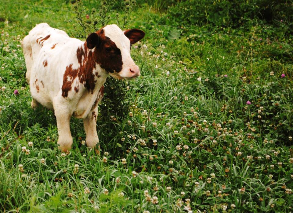  one of the calves enjoying some clover 