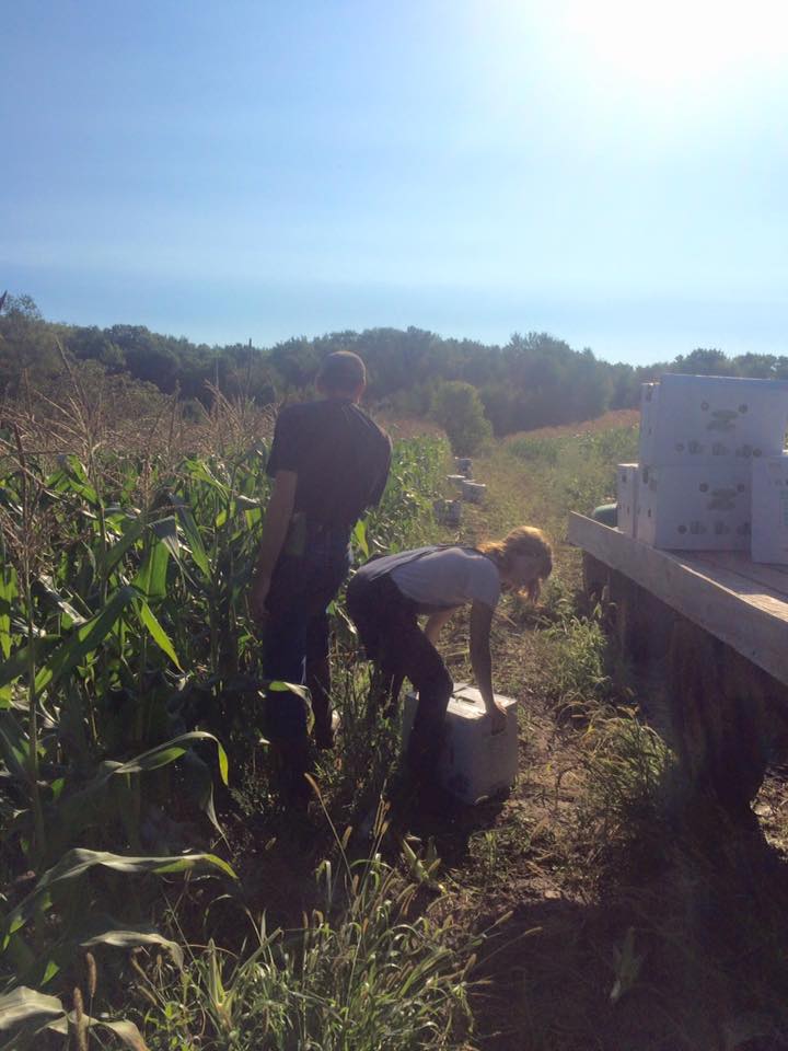  bringing in the corn in the early morn 