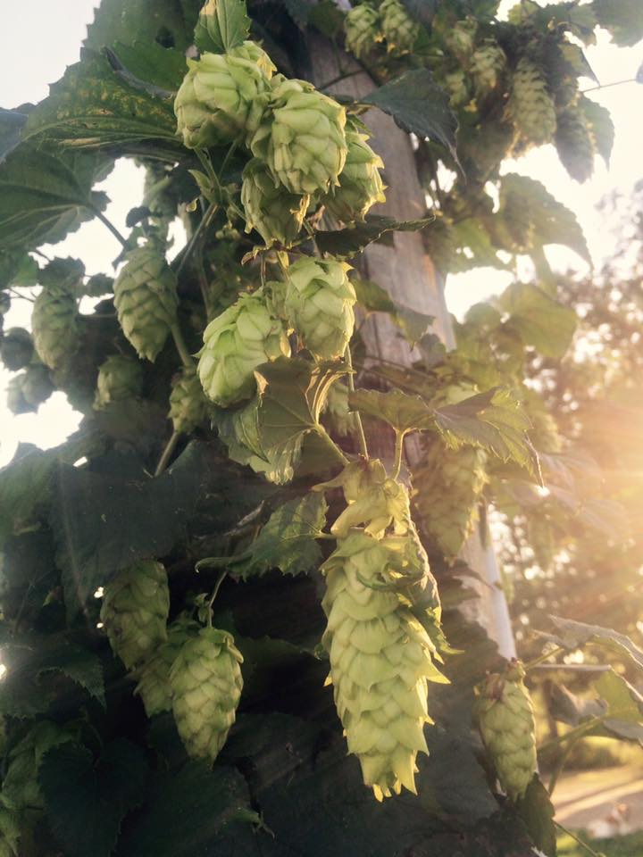  any brewers out there? &nbsp;come get some hops! &nbsp;They are the longest ones we've ever seen! 