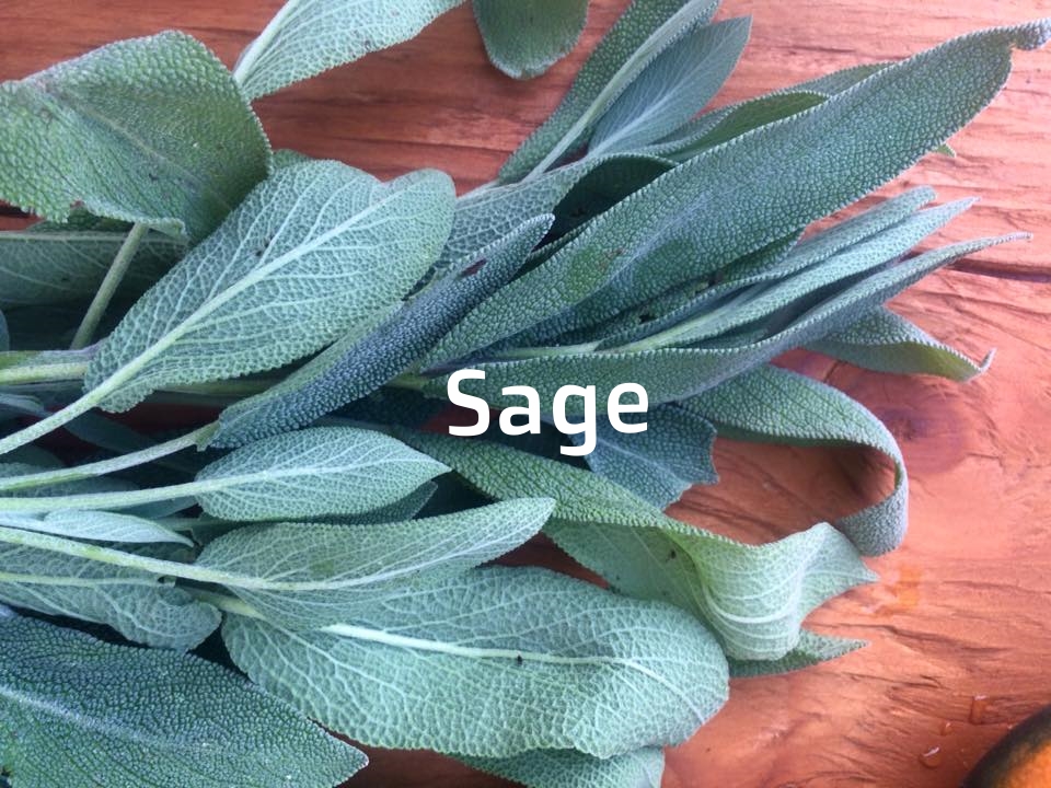 sage