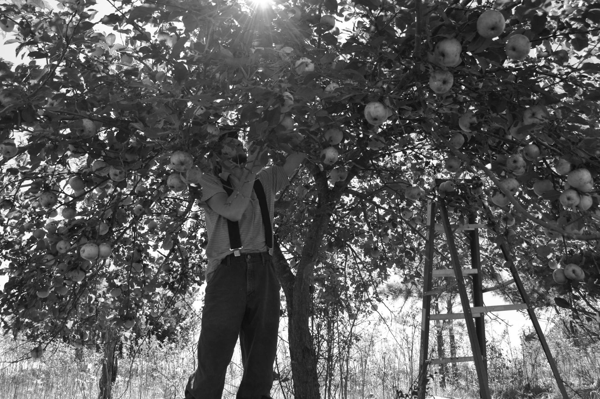  ben and the apple tree 