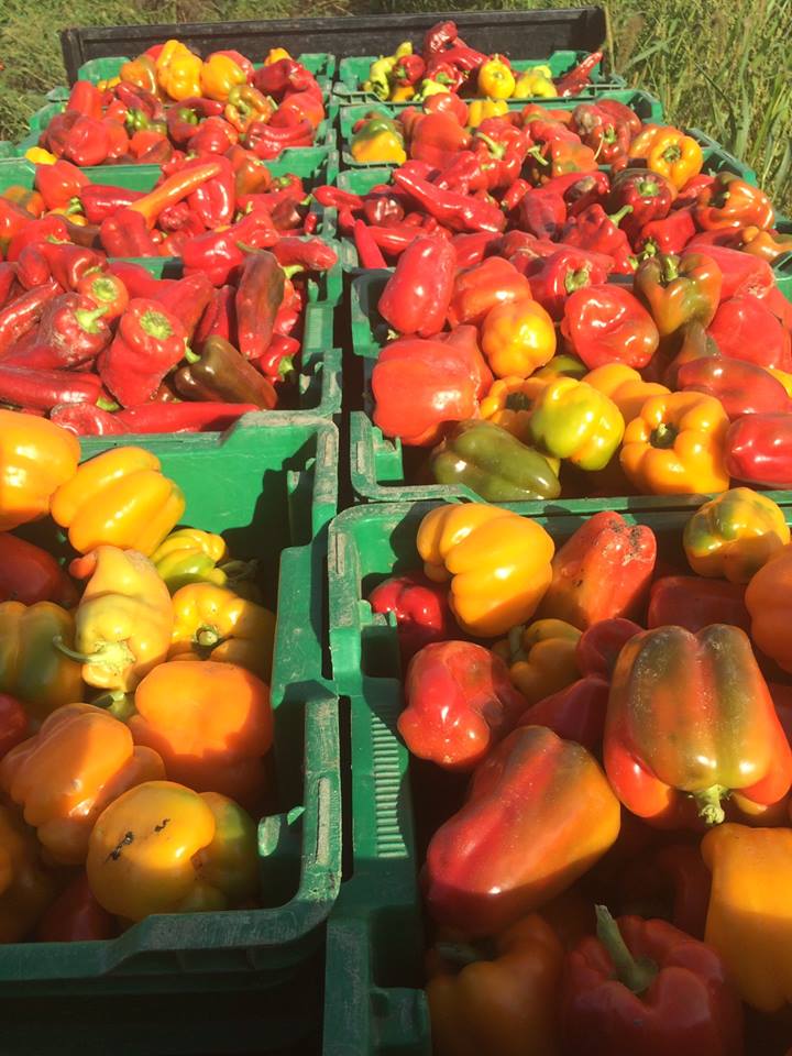  a beautiful bounty of bell peppers 