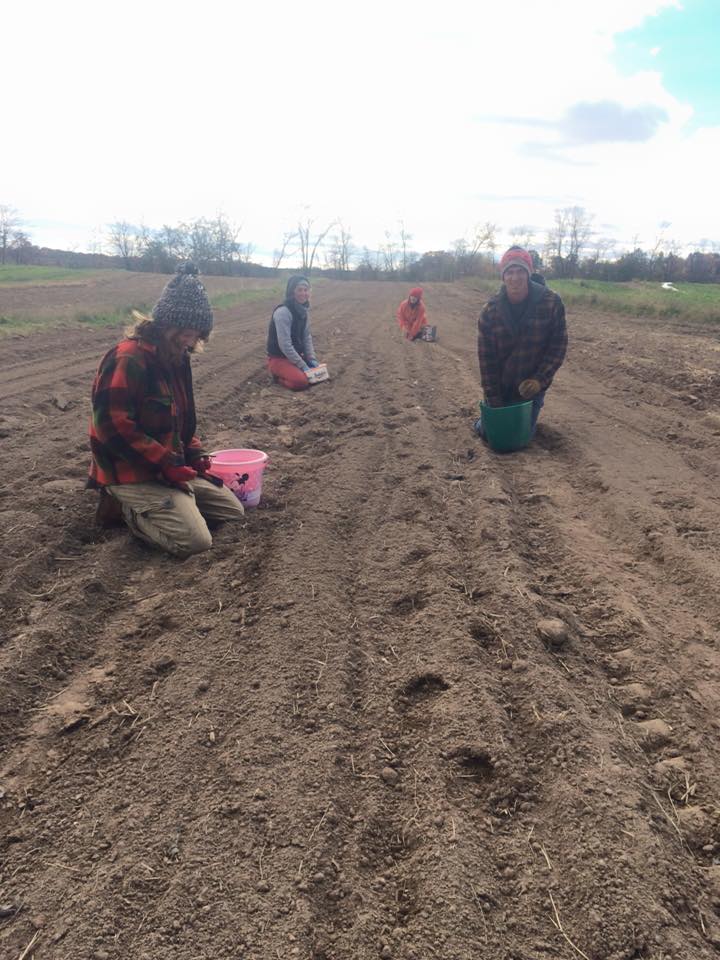  planting garlic for next season 