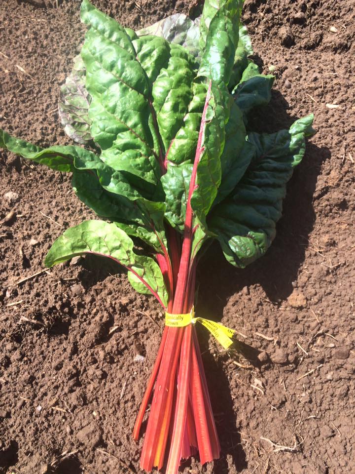  rainbow chard 