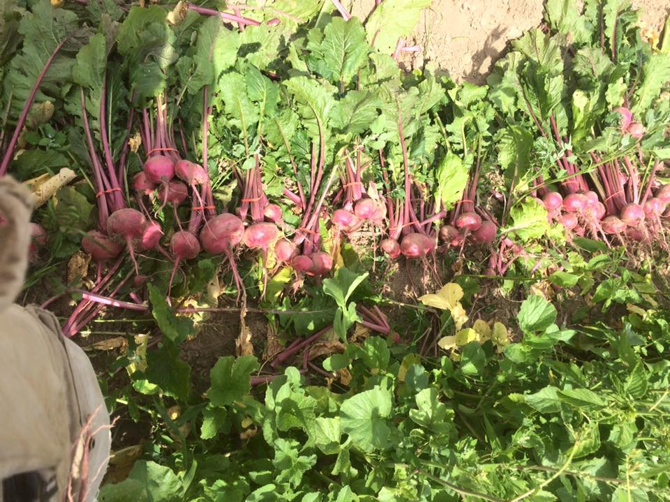  scarlet turnips ready to be counted 