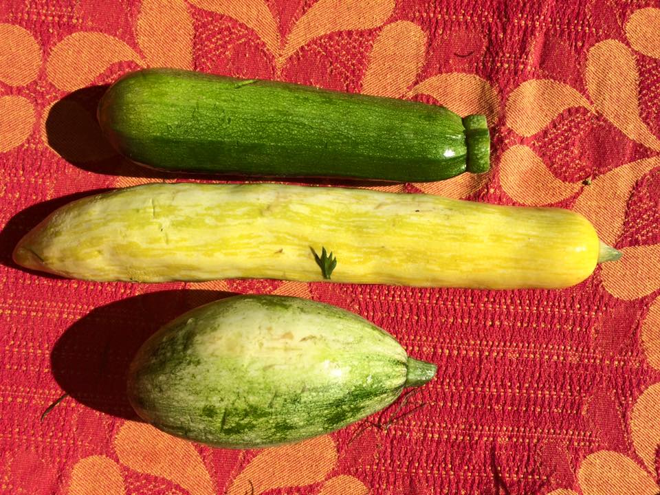  zucchini, summer squash, and an heirloom summer squash 
