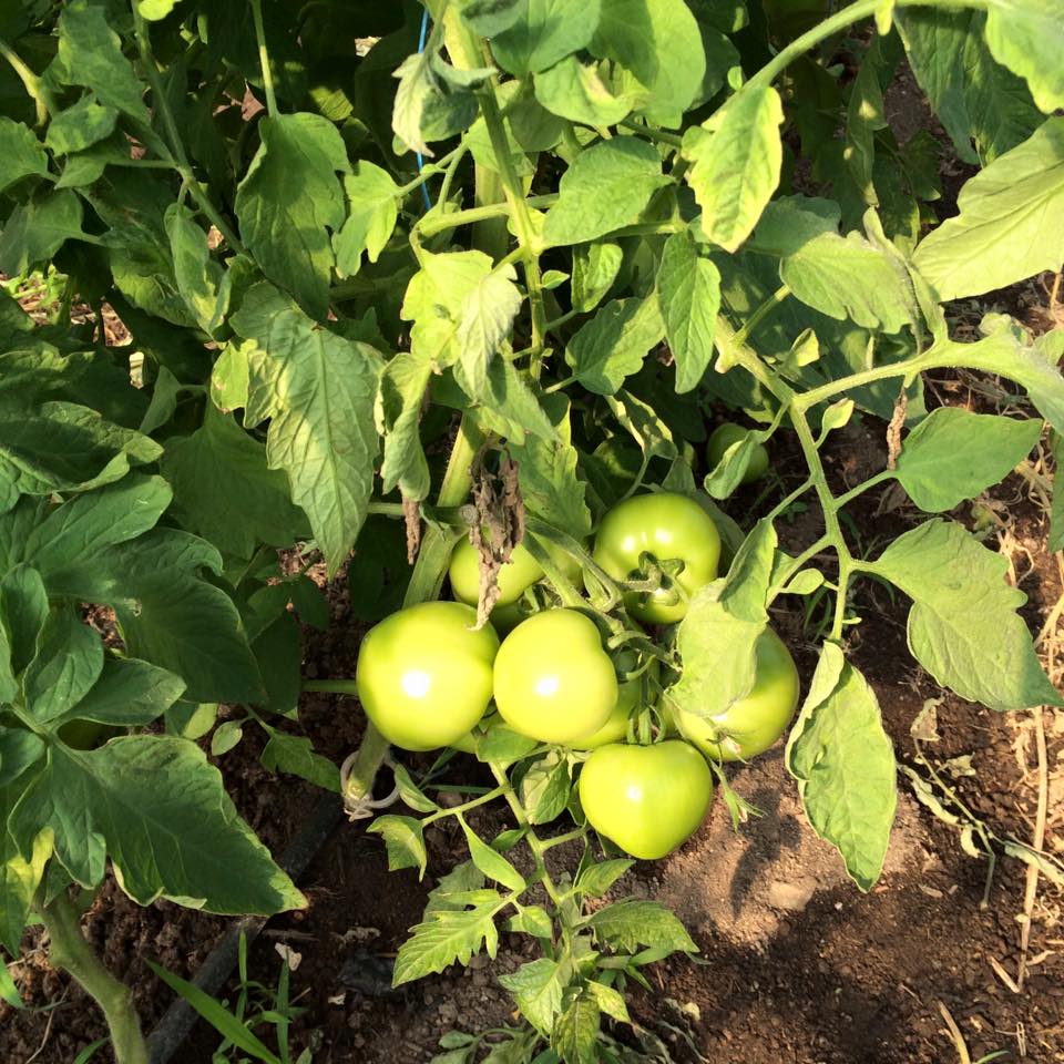  tomatoes!&nbsp; still green.&nbsp; sigh. 