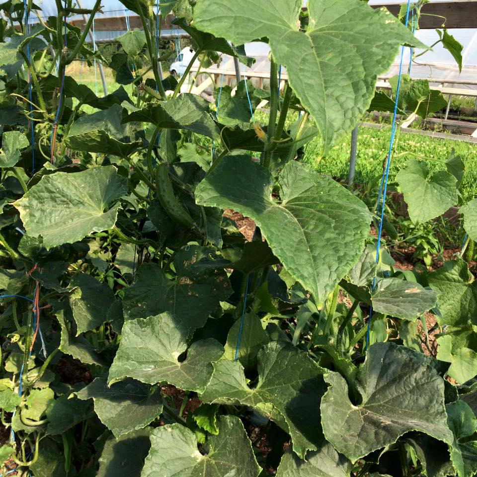  cucumber plant 