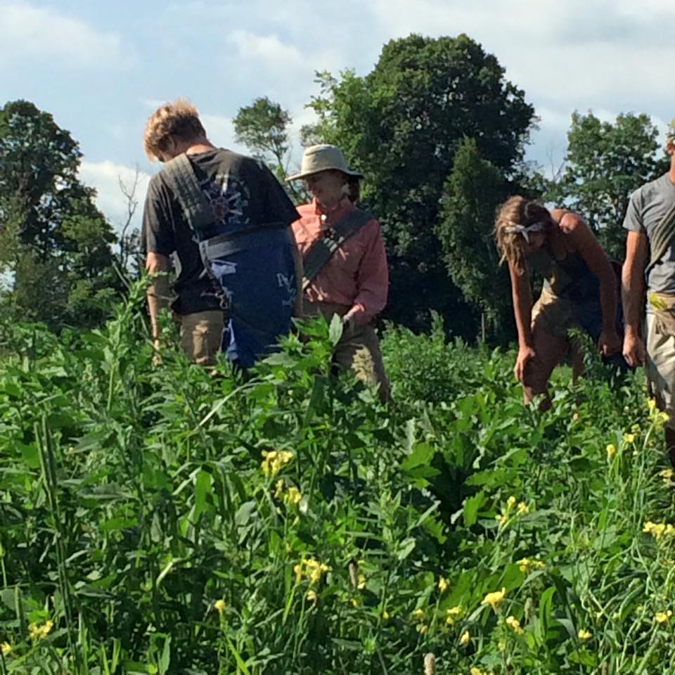  the crew pickin away 