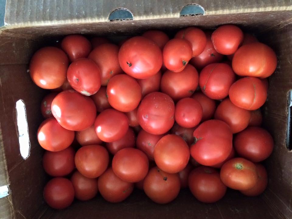  picked ripe.&nbsp; yummmmm! 