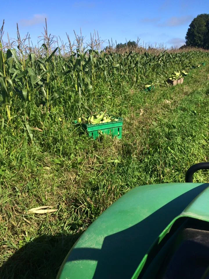  Sweet Corn Harvest 
