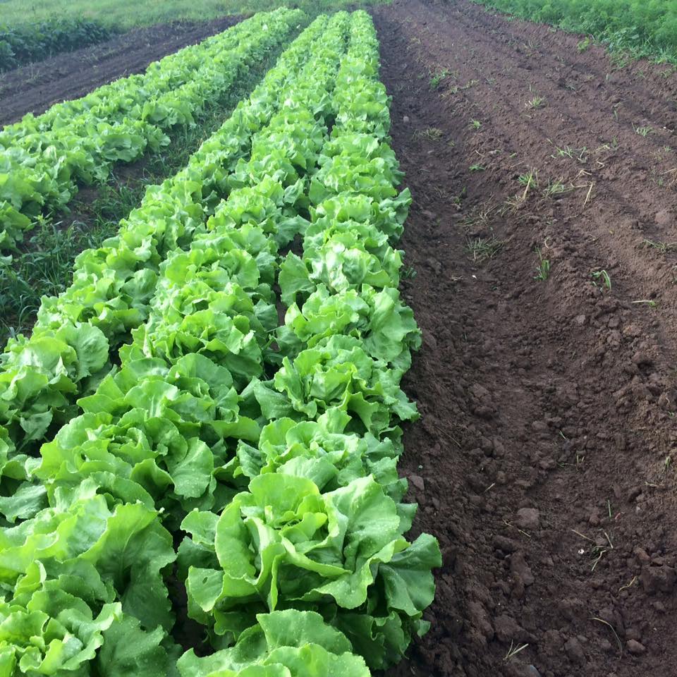  beautiful crop of lettuce 