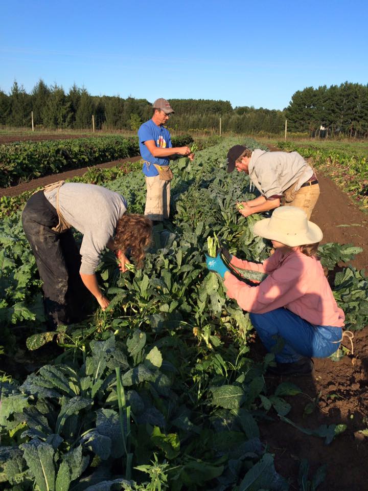  kale harvest 