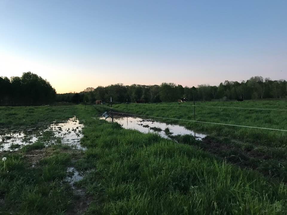 plenty of standing water 