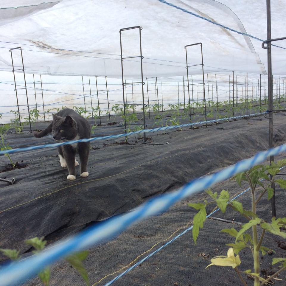 tomato babies in their nursery