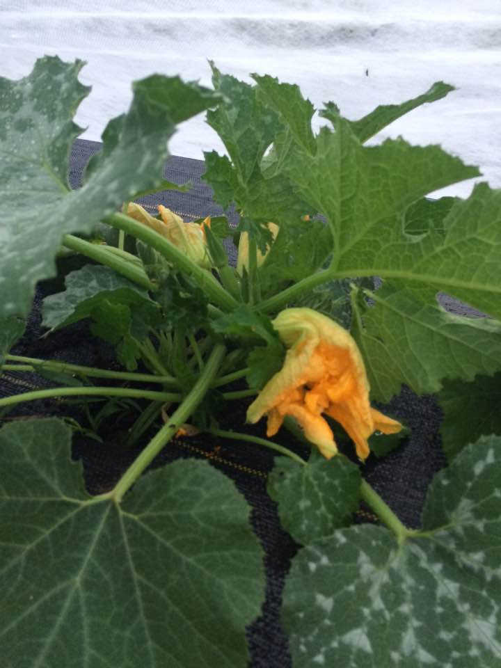  Summer squash with blossoms before the storm 