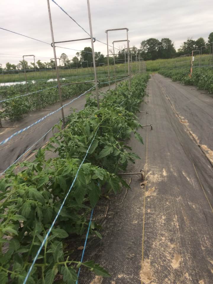  big beautiful healthy tomato plants before the storm 