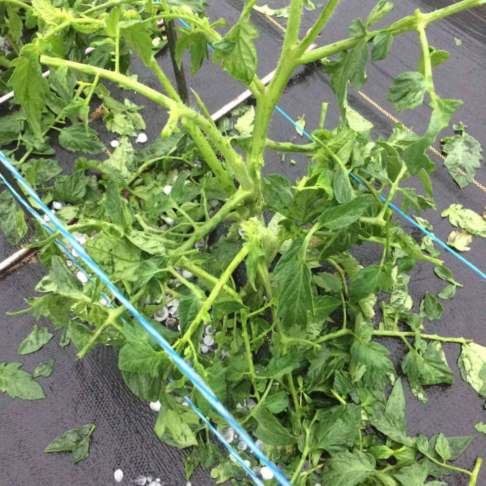  tomato plants broken and leaves shredded after the stor 