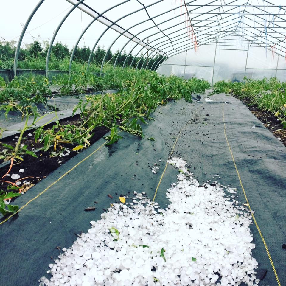  greenhouse with no plastic and damaged heirloom tomato plants 