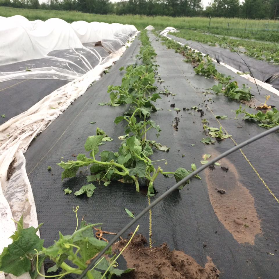  wind blew row cover off of cucumber rows and exposed them to hail 