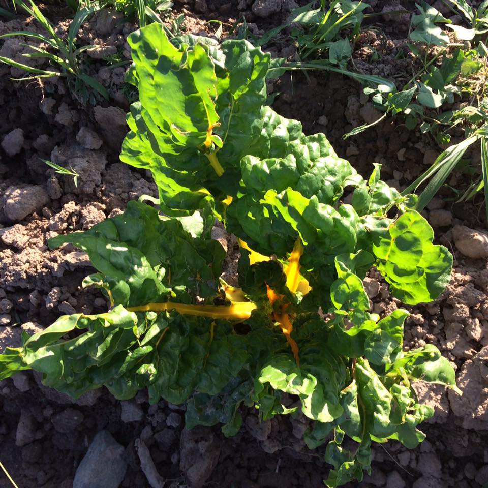 searching though hail damaged leaves to find some nice ones