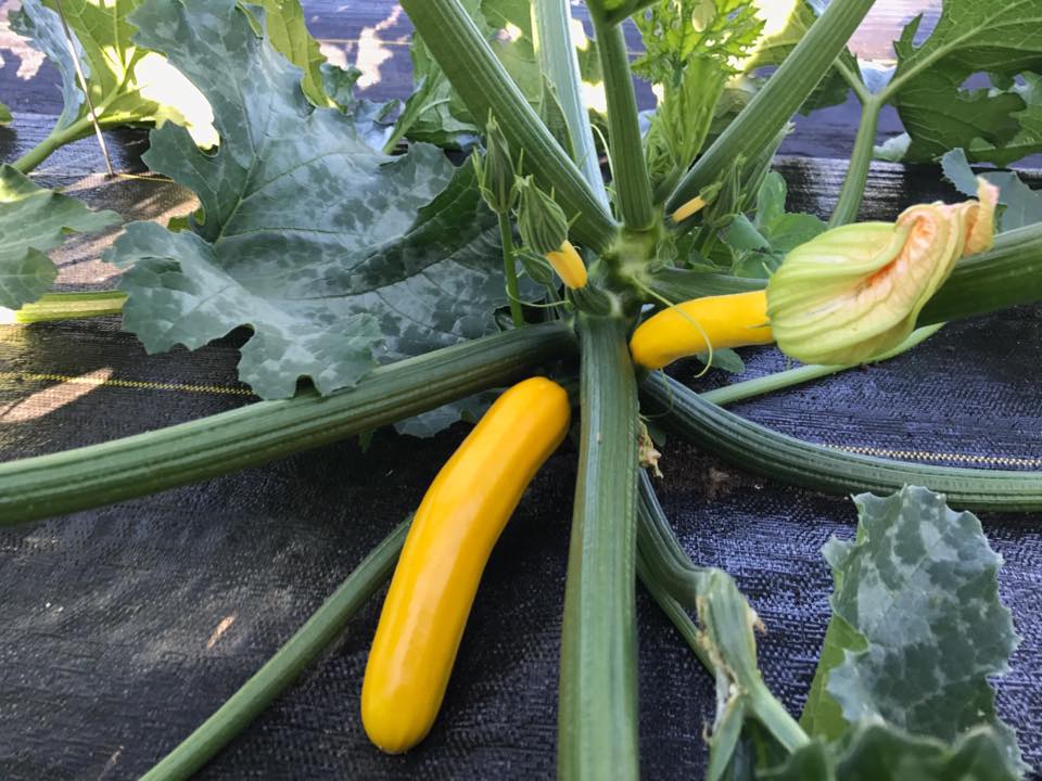 first zukes!