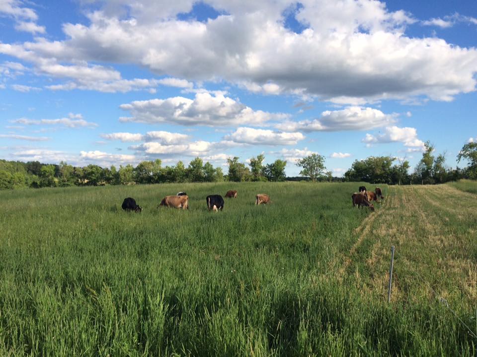 the cows are enjoying lots of salad, too!