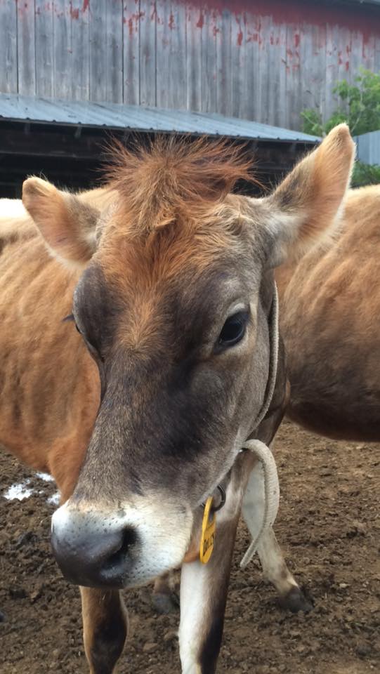  this humidity is not so great for our hair-dos 