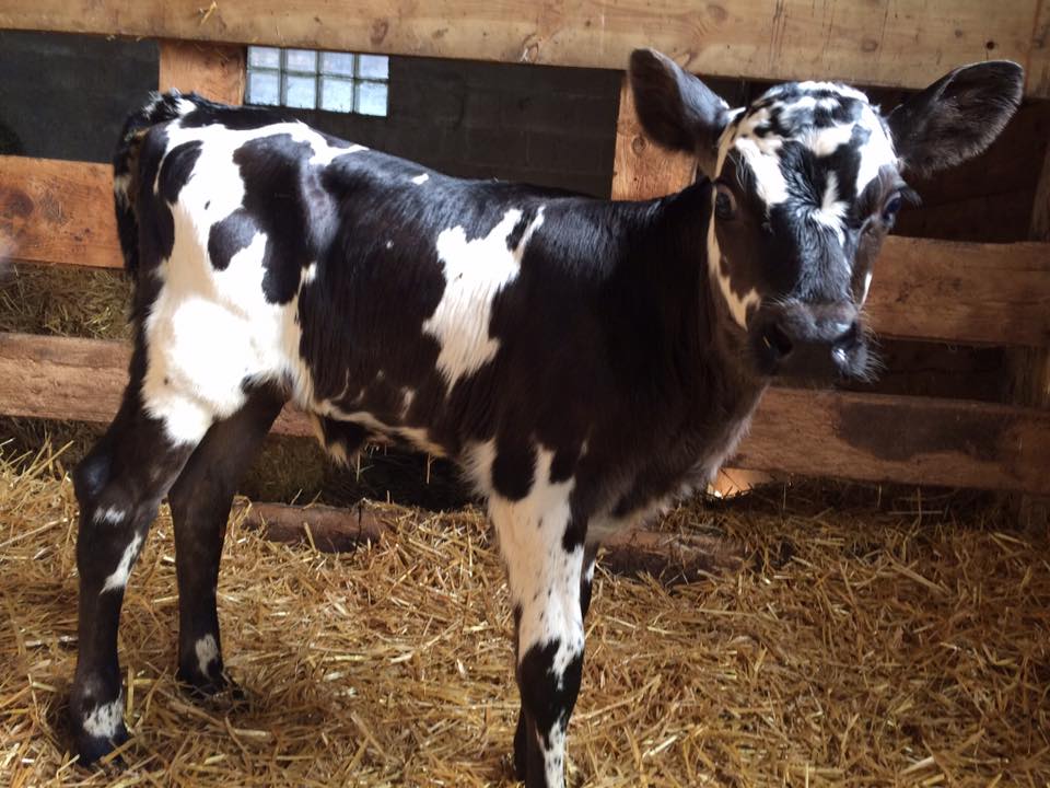  A heifer (that means a female cow who has not yet had a calf) and a beauty! 