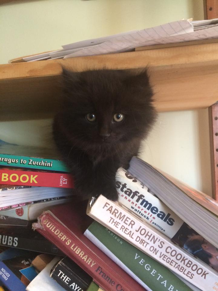  we got a new "barn kitty" who somehow seems to be living in the farmhouse. &nbsp;Here's Momo looking for some good recipes for the blog. &nbsp; 