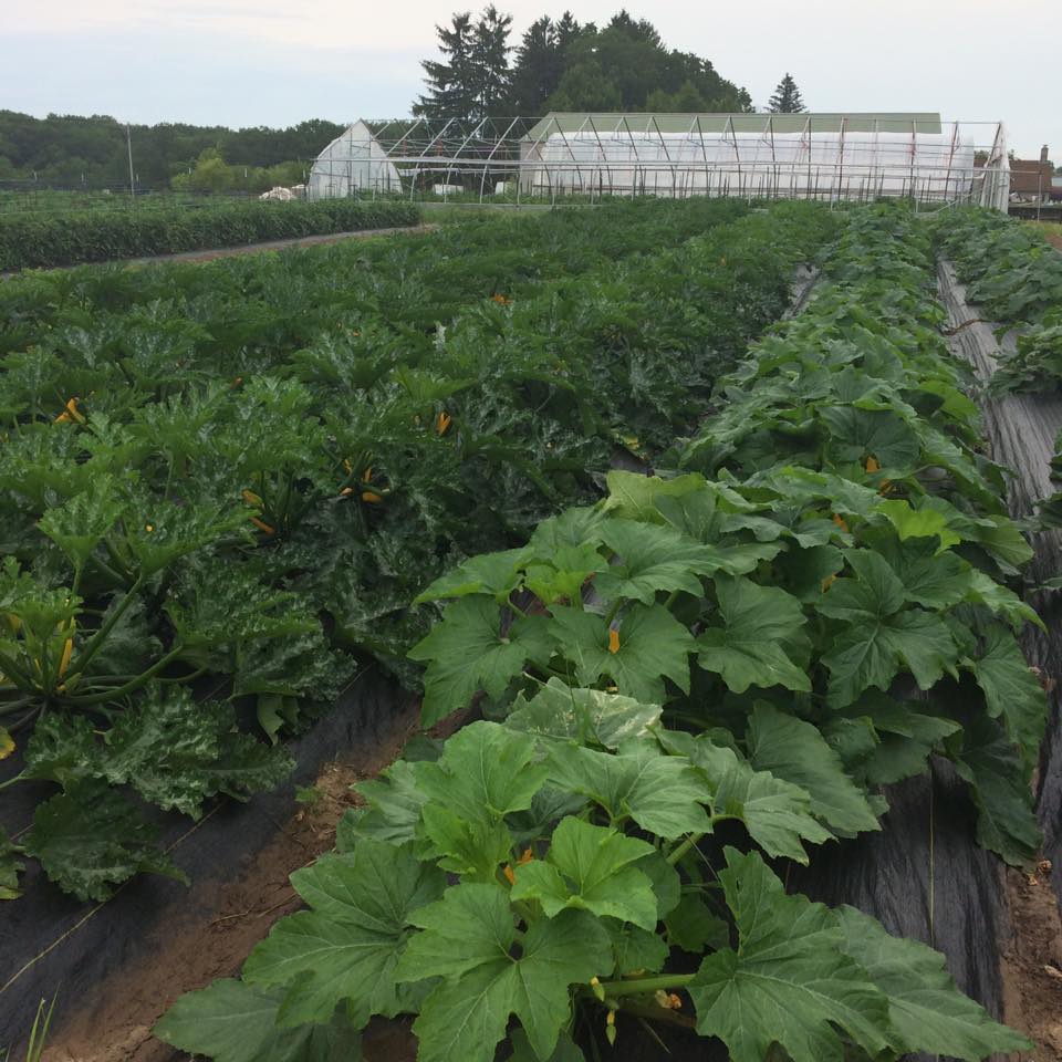  The summer squash plants that had formerly been squashed are now fully taking over their space. &nbsp; 