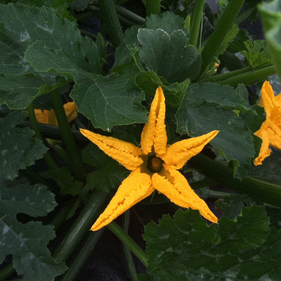  Squash flower 