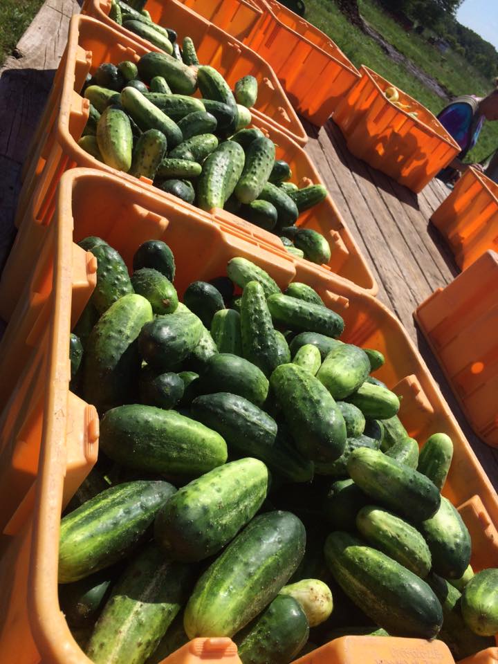  cukes! 