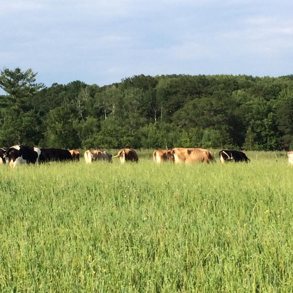  Cows grazing 