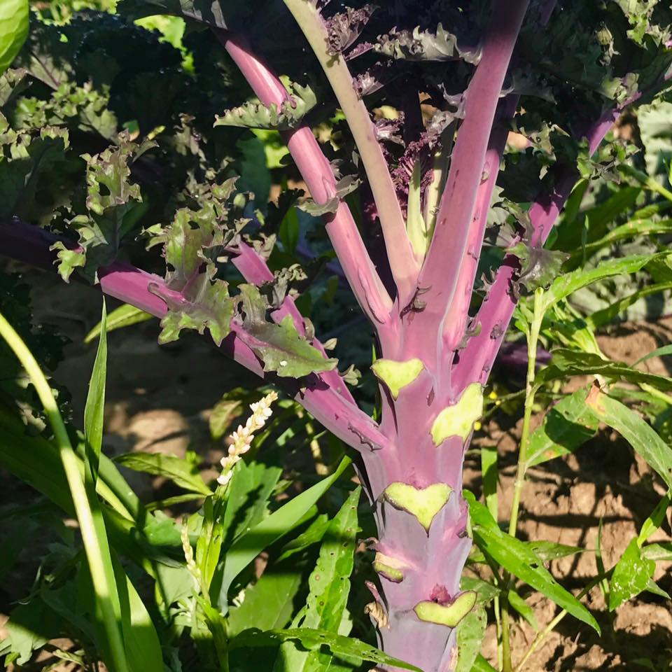  This red kale is my new favorite 