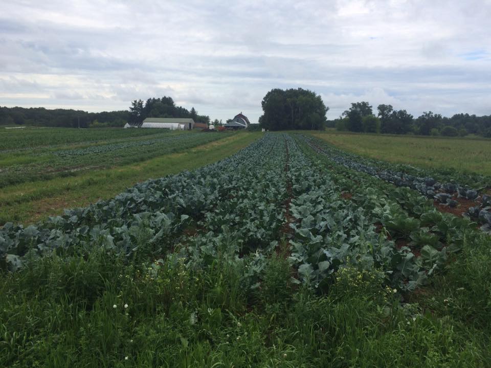 broccoli field