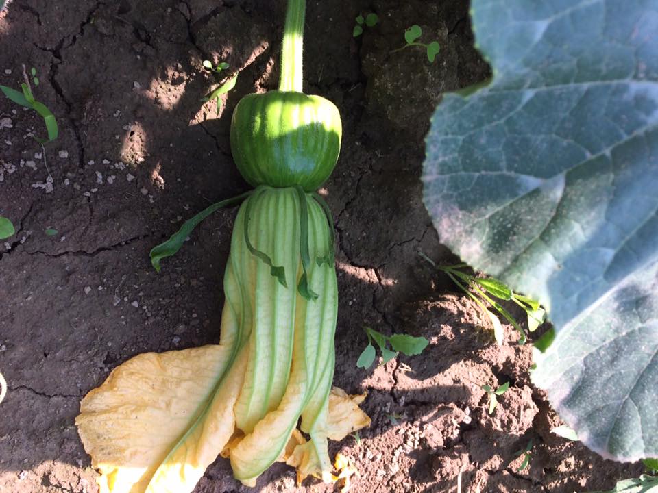 little baby winter squash