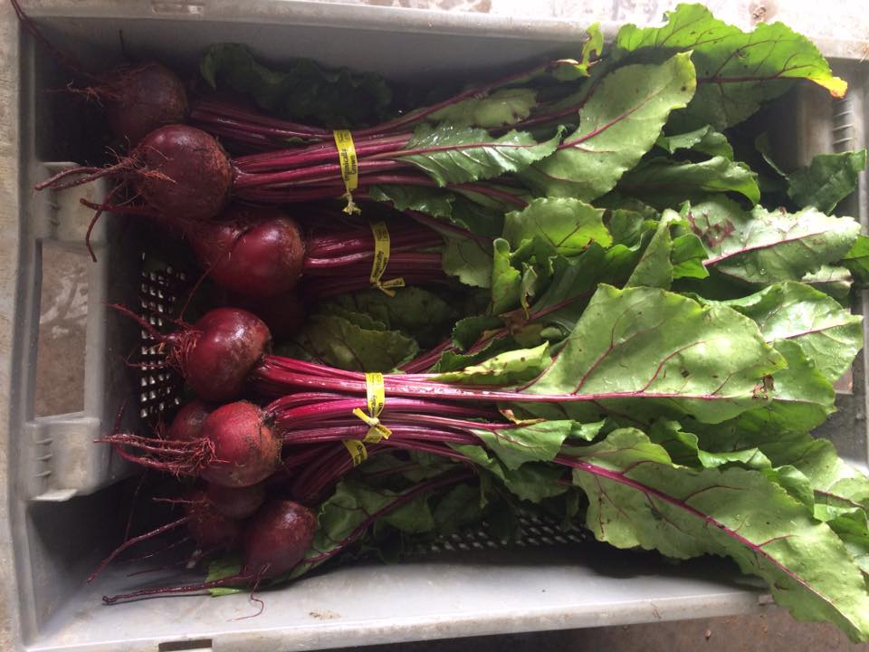 beautiful beets