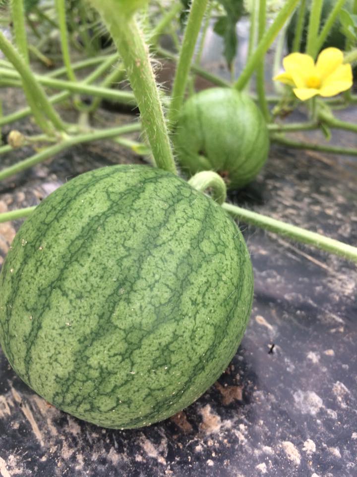 baby watermelons